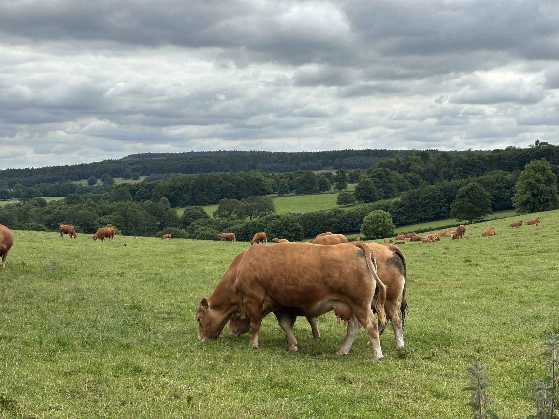 Bucolic Yorkshire Dales scenery on a private All Creatures tour from York